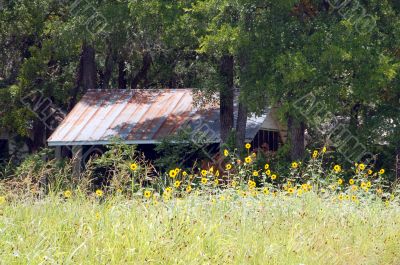 House in Bushes