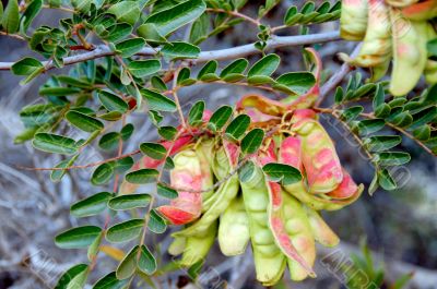 Sutherlandia frutescens Plant