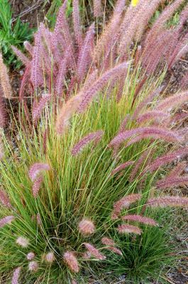 Grass Flowers