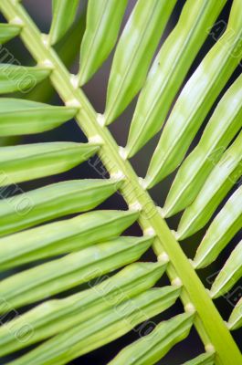 Ribbed Pine Leaf