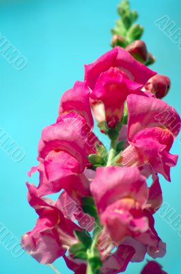 Antirinum Flower Closeup