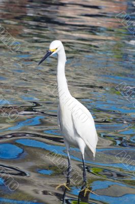 Crane Bird closeup