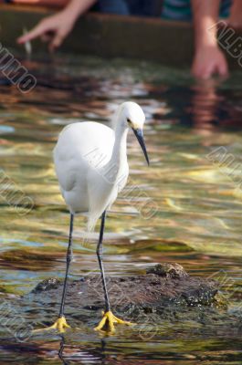 Watchful Crane Bird