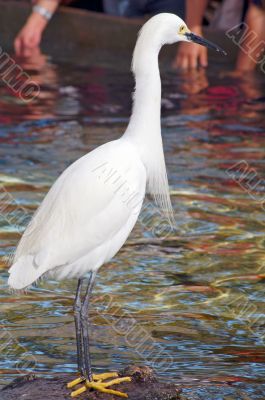 White Crane Bird