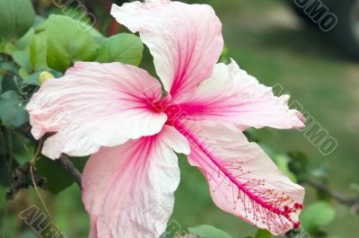 Pink Hibiscus Flower