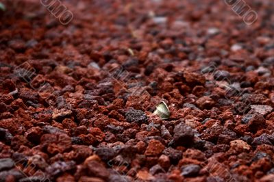 Leaf amidst pebbles