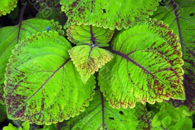 Green Leaves