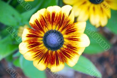 Gaillardia  grandiflora Flower