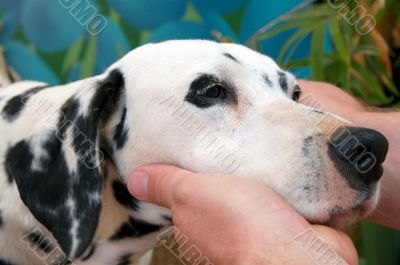 Dalmatian Pets