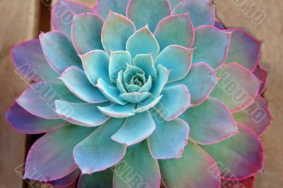 Succulent plant