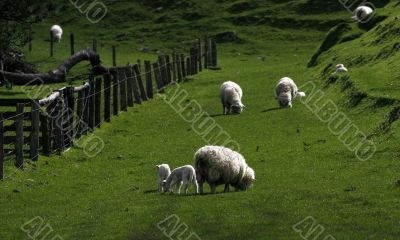 green meadow