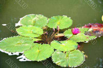 Pink Lotus Flower