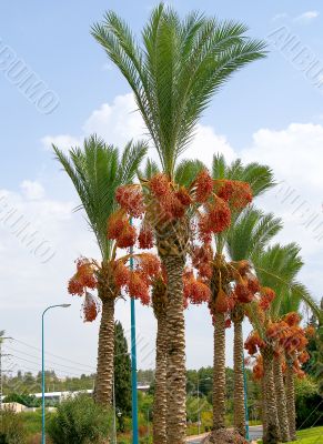 Date palm tree