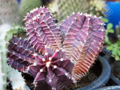 Purple Cactus Plant