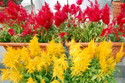 Red and Yellow Flowers