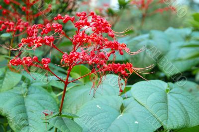 Red Elongated Flowering Plant