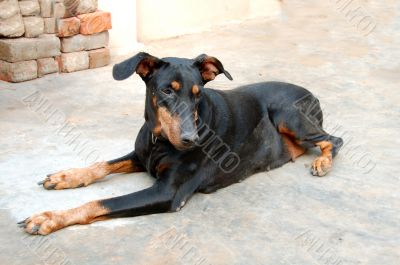 Doberman Pinscher Dog