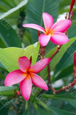 Pink Plumeria Flower