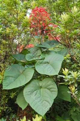 Red Elongated Flowering Plant in bloom