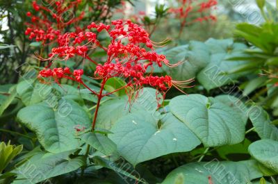 Red Elongated Flowers