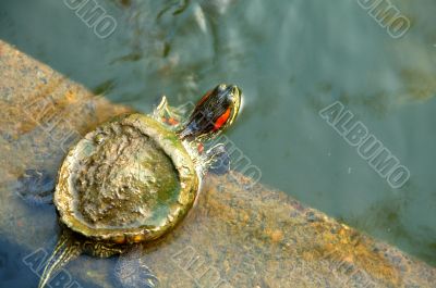 Green Red Turtle Baby