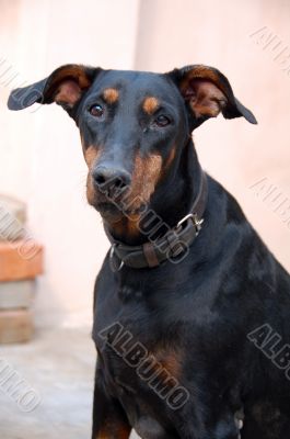 Doberman Dog Closeup