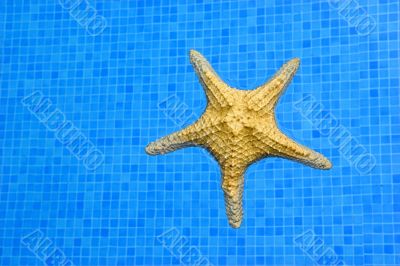 Starfish