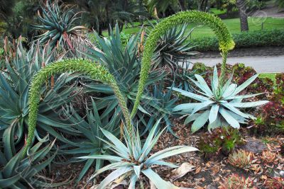 Pair of Flowering Aloe Succulent Plant