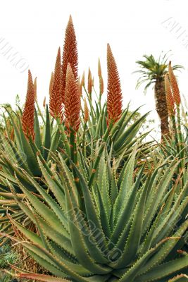 Orange Flowers on Aloe Succulent Plant