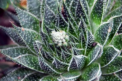 White Flowers on Aloe Succulent Plant