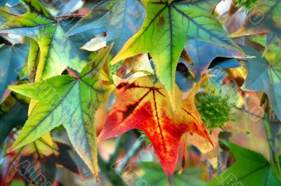 Maple Leaf Fall Closeup