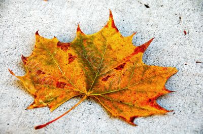 Canada Maple Leaf Fall Season