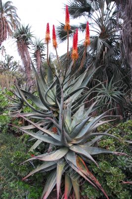 Aloe Succulent Plant Flowering Cluster