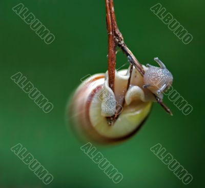 snail like a pendulum