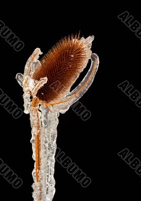 frost-bound thistle