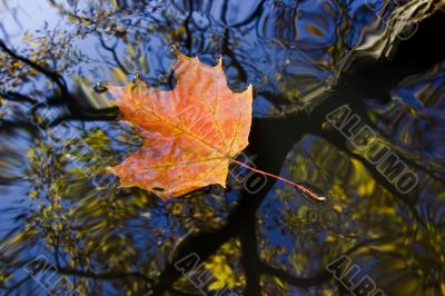 autumn leaf on the water