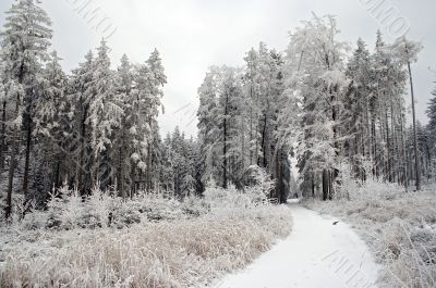 wintry forest