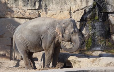 Asiatic elephant