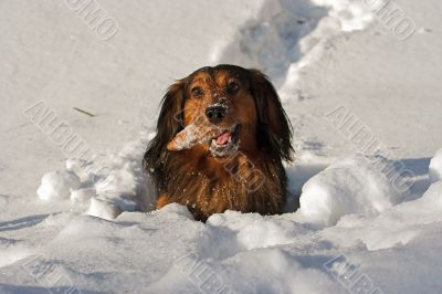 in a deep snow