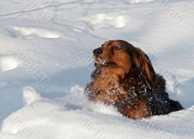 in a deep snow