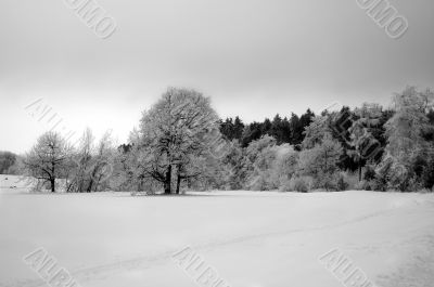 winter trees