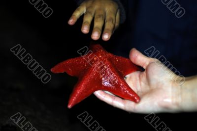 Woman Holding Starfish