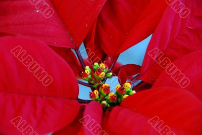 Poinsettia Red Flowers on Christmas