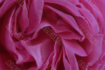 Pink Rose Petals Closeup