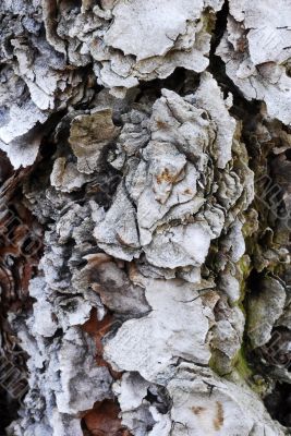 Tree Bark Texture Background