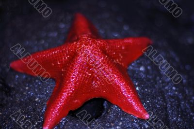 Starfish