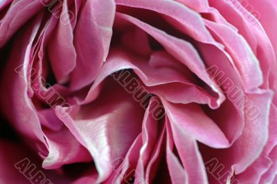 Pink Rose Petals Closeup