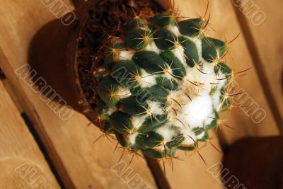 Cactus coryphantha corniferia