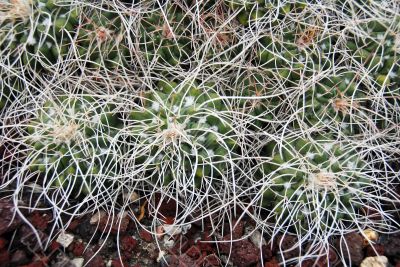 Cactus mammillaria