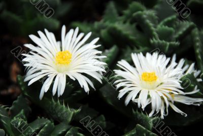 Lithops with white flowers